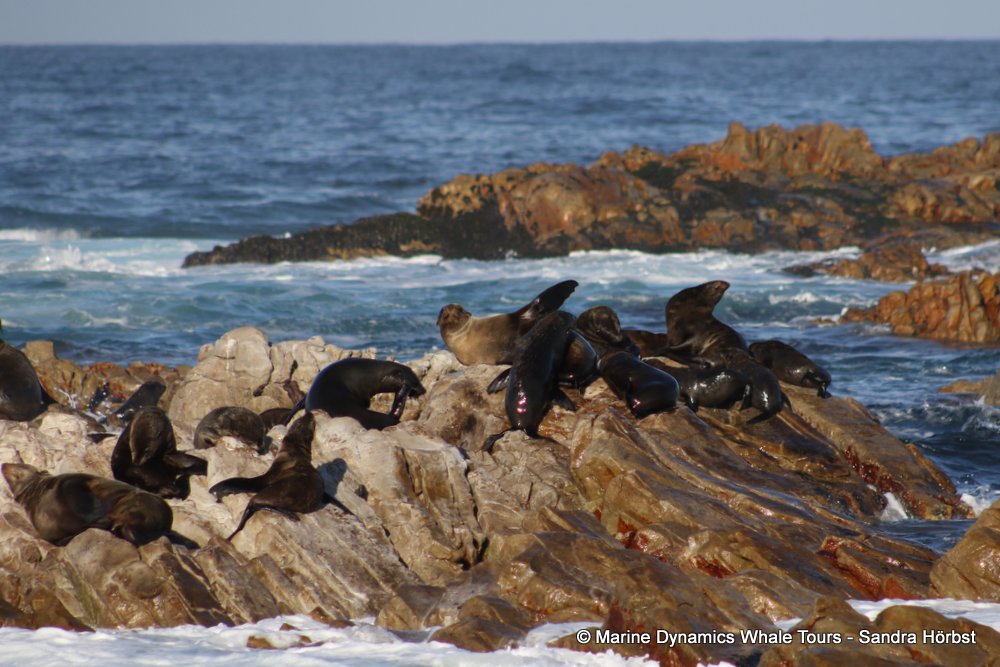 cape fur seal, whale watching, gansbaai, south africa