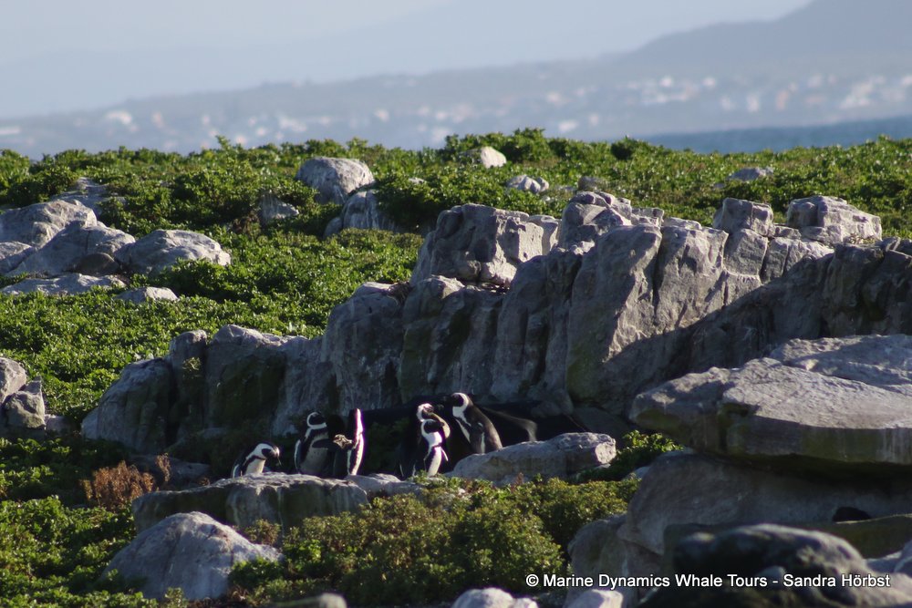 african penguin, whale watching, gansbaai, south africa