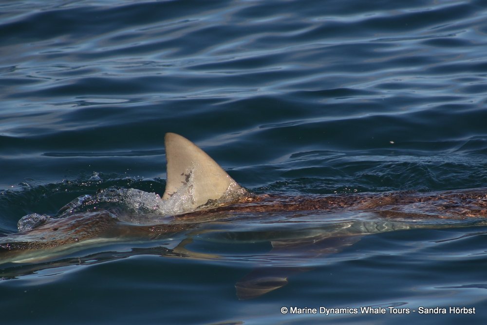 bronze whaler shark, whale watching, gansbaai, south africa,