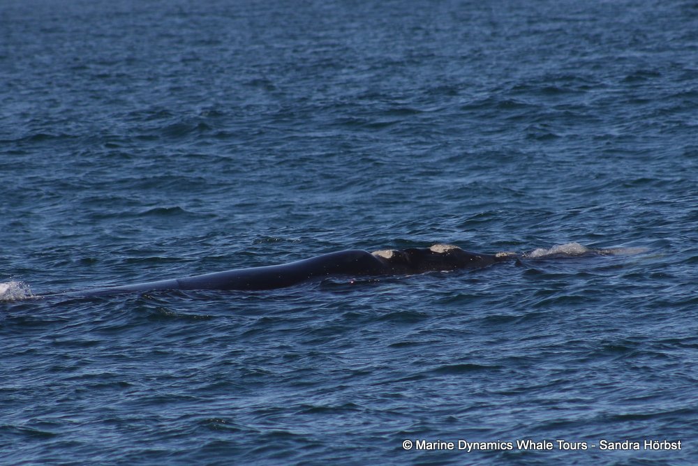 Southern right whale, whale watching, gansbaai, south africa,