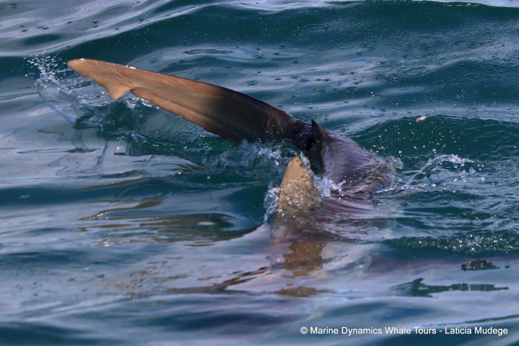bronze whaler shark, whale watching, gansbaai, south africa,
