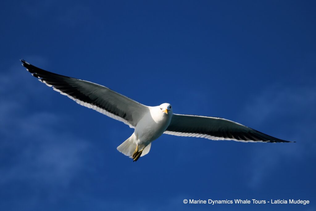gull, whale watching, gansbaai, south africa,