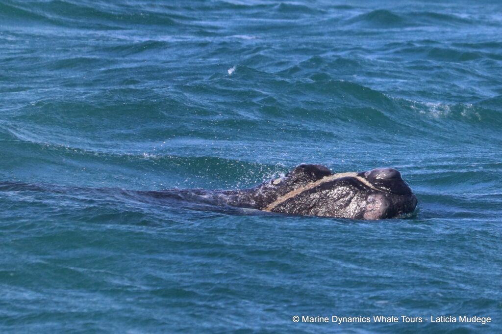Southern right whale, whale watching, gansbaai, south africa,