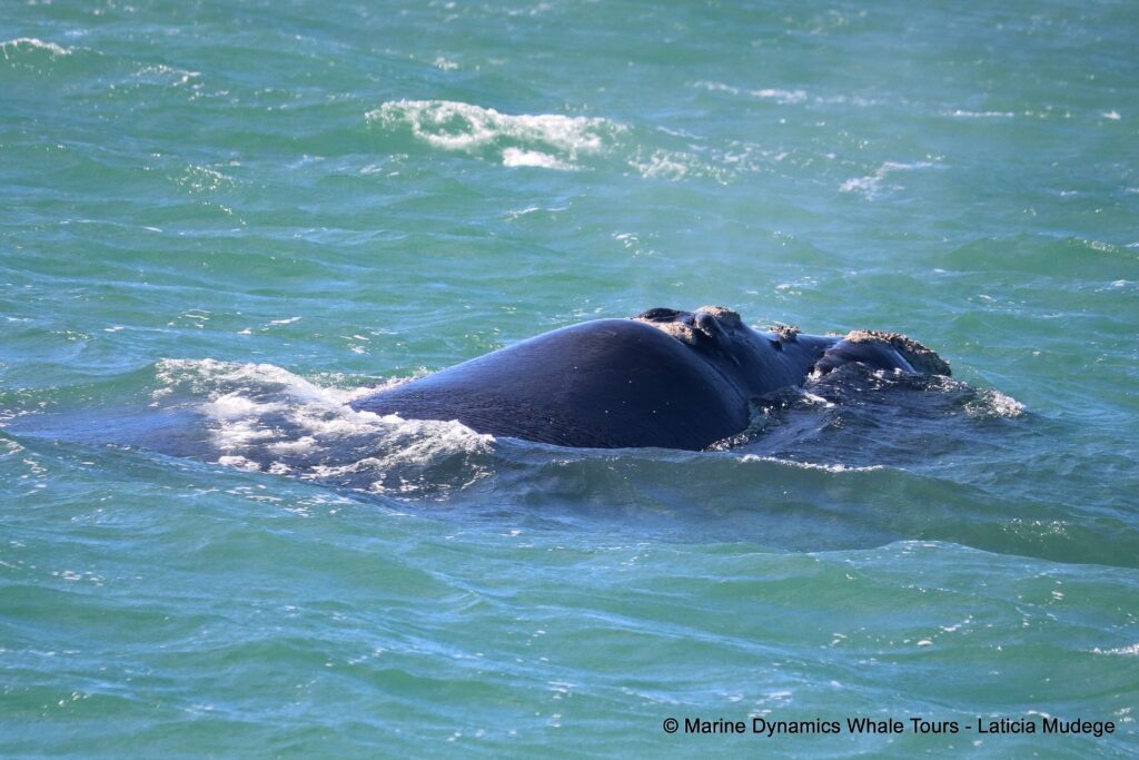 Southern right whale, whale watching, gansbaai, south africa,
