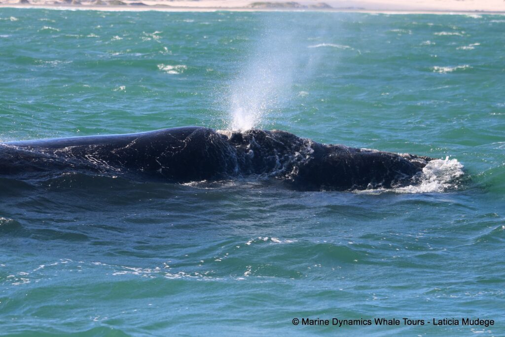 Southern right whale, whale watching, gansbaai, south africa,