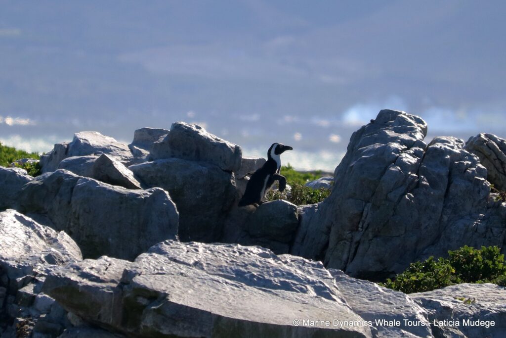 african penguin, whale watching, gansbaai, south africa