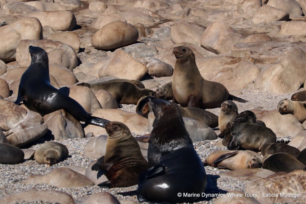 cape fur seal, whale watching, gansbaai, south africa