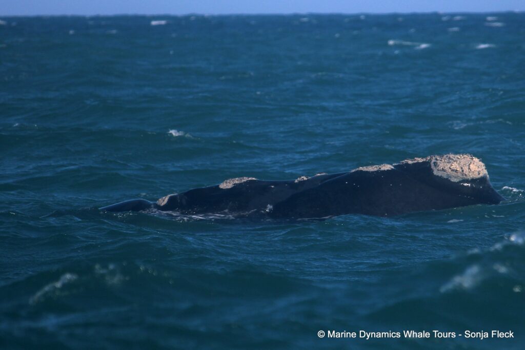 Southern right whale, whale watching, gansbaai, south africa,