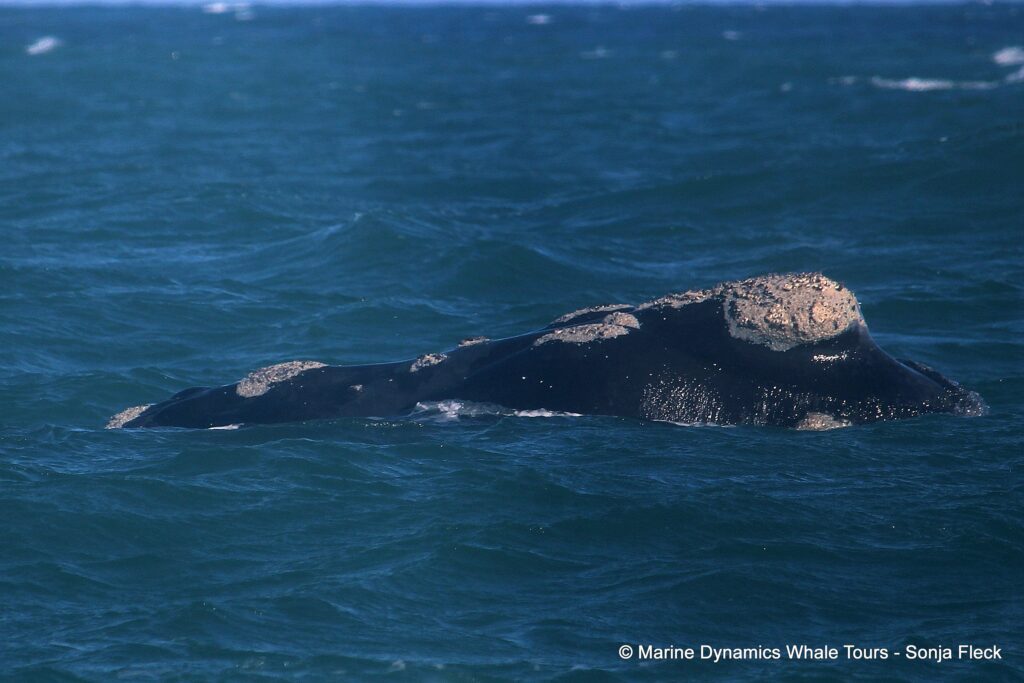Southern right whale, whale watching, gansbaai, south africa,
