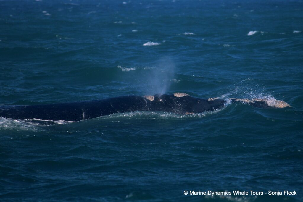 Southern right whale, whale watching, gansbaai, south africa,