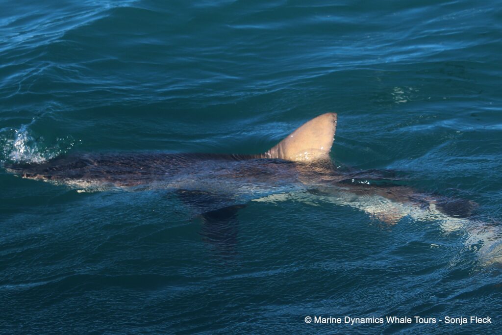 bronze whaler shark, whale watching, gansbaai, south africa,