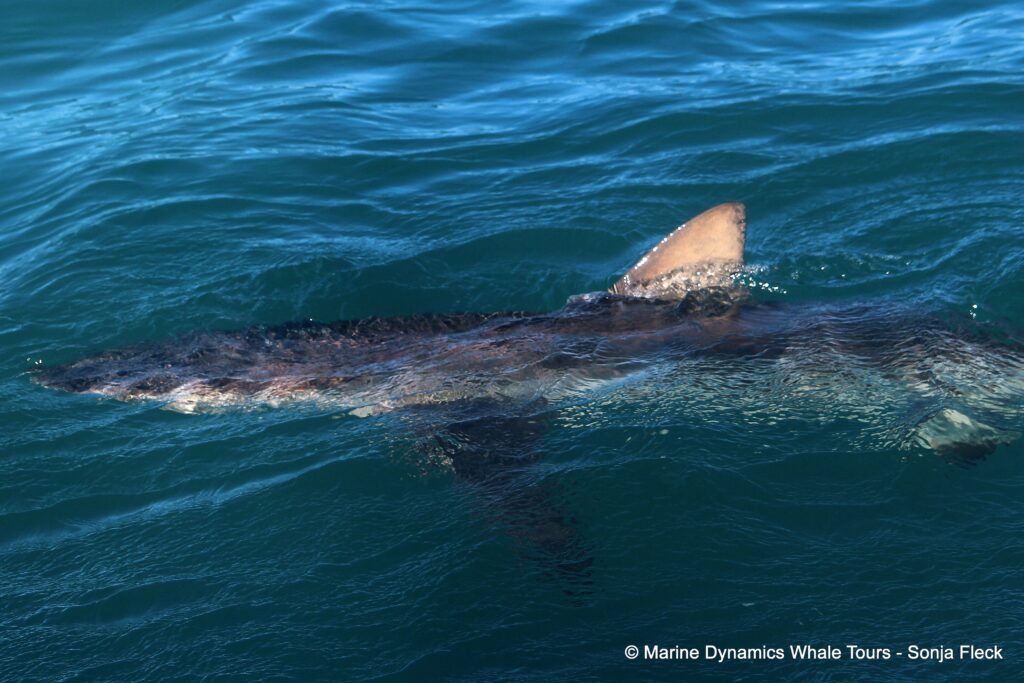 bronze whaler shark, whale watching, gansbaai, south africa,