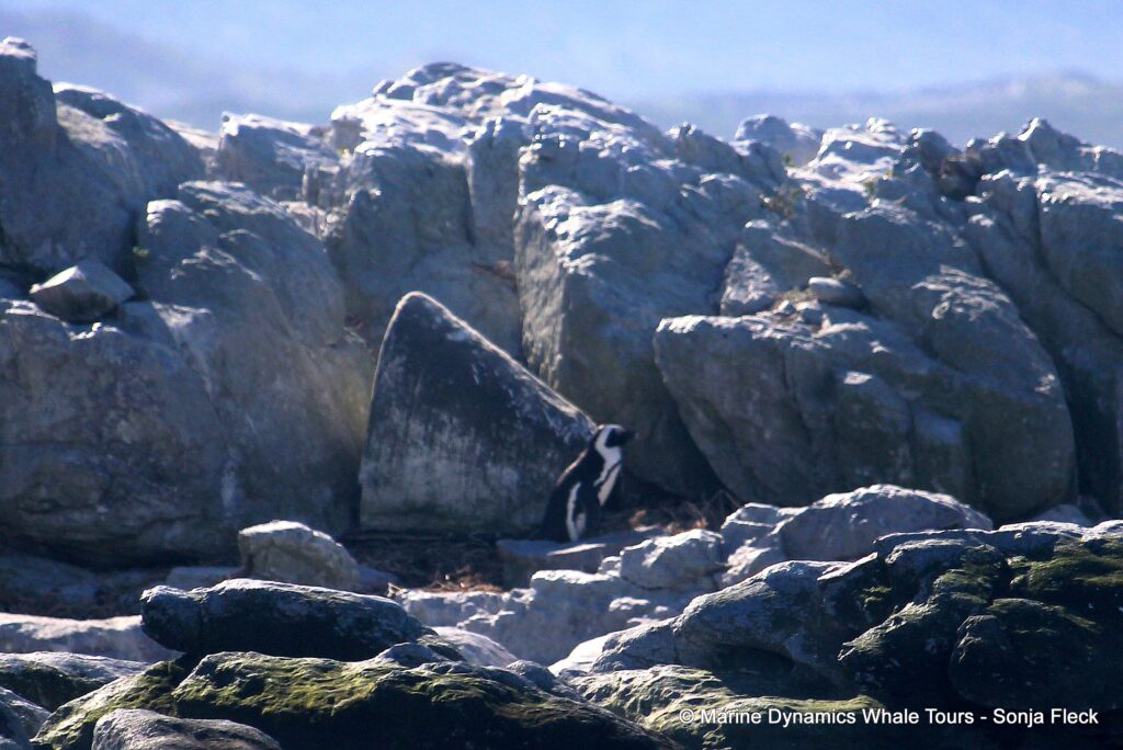 african penguin, whale watching, gansbaai, south africa