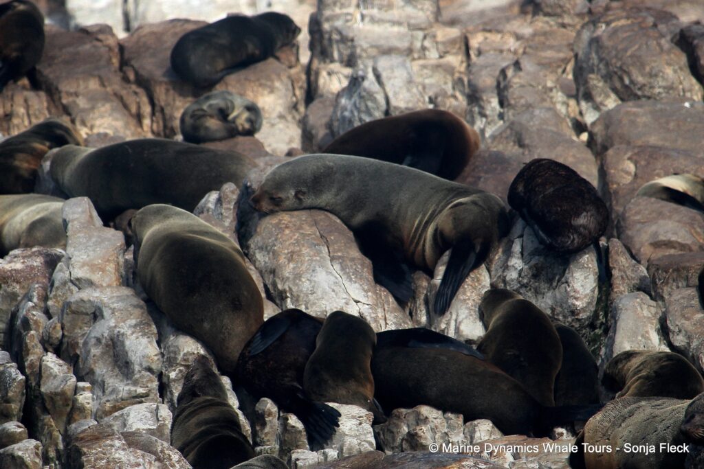 cape fur seal, whale watching, gansbaai, south africa