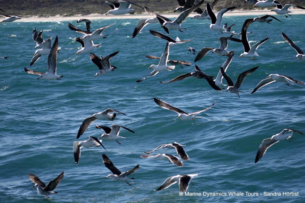 Kelp Gull, whale watching, gansbaai, south africa,