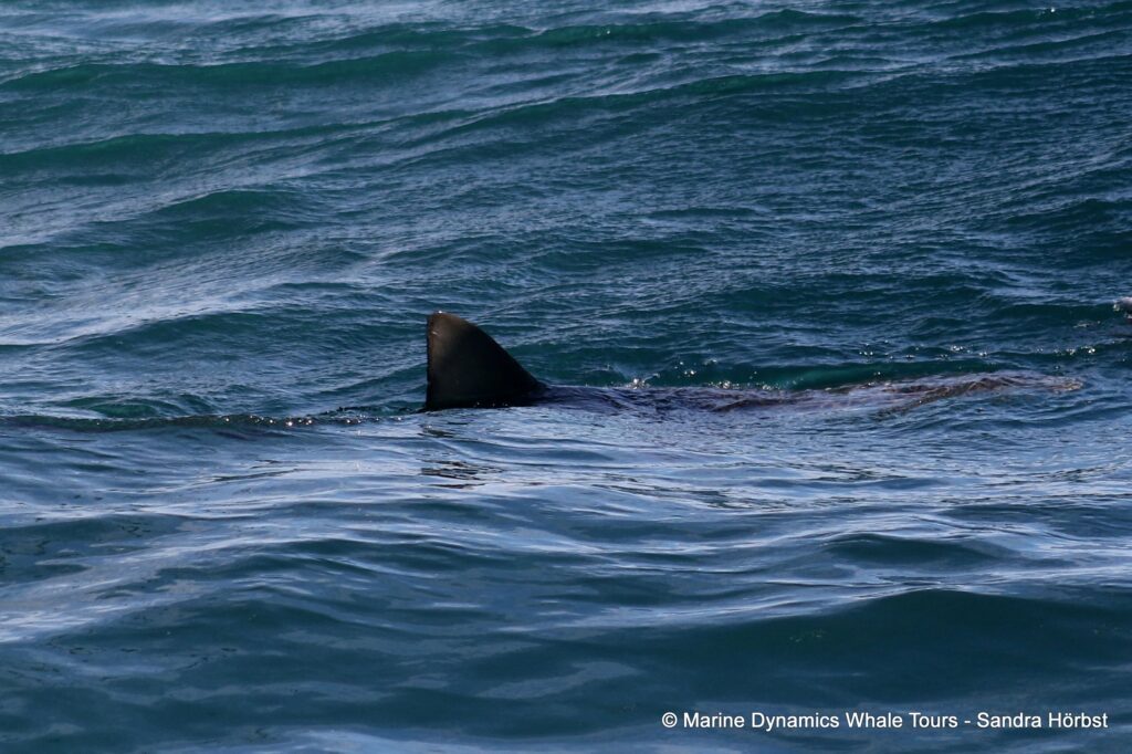 bronze whaler shark, whale watching, gansbaai, south africa,