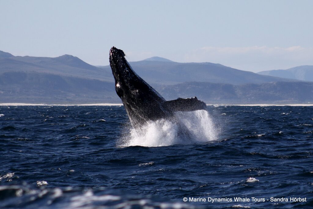 humpback whale, whale watching, gansbaai, south africa