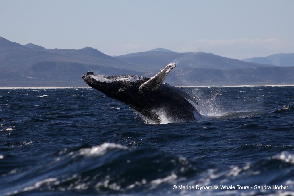 humpback whale, whale watching, gansbaai, south africa