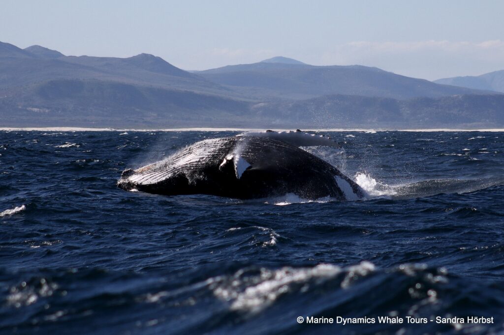 humpback whale, whale watching, gansbaai, south africa