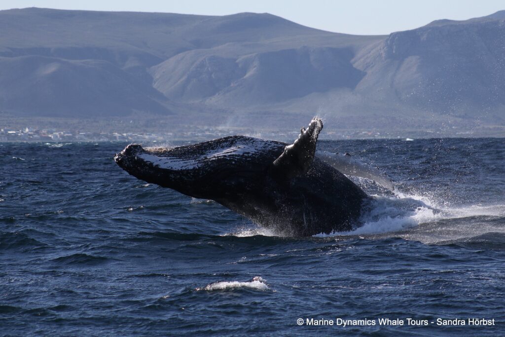 humpback whale, whale watching, gansbaai, south africa
