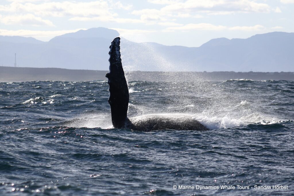 humpback whale, whale watching, gansbaai, south africa