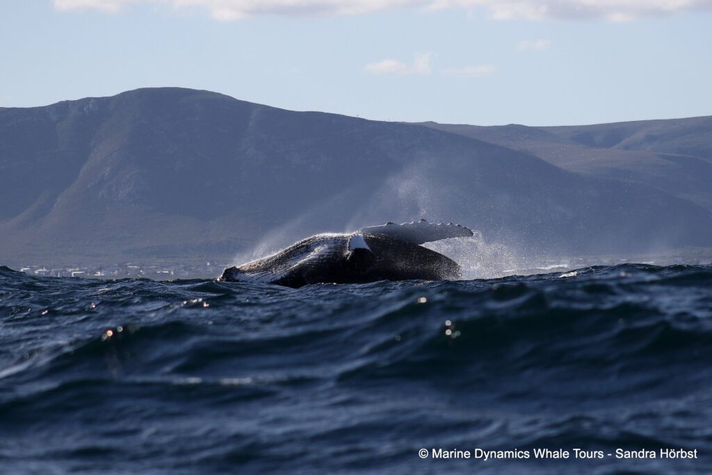 humpback whale, whale watching, gansbaai, south africa