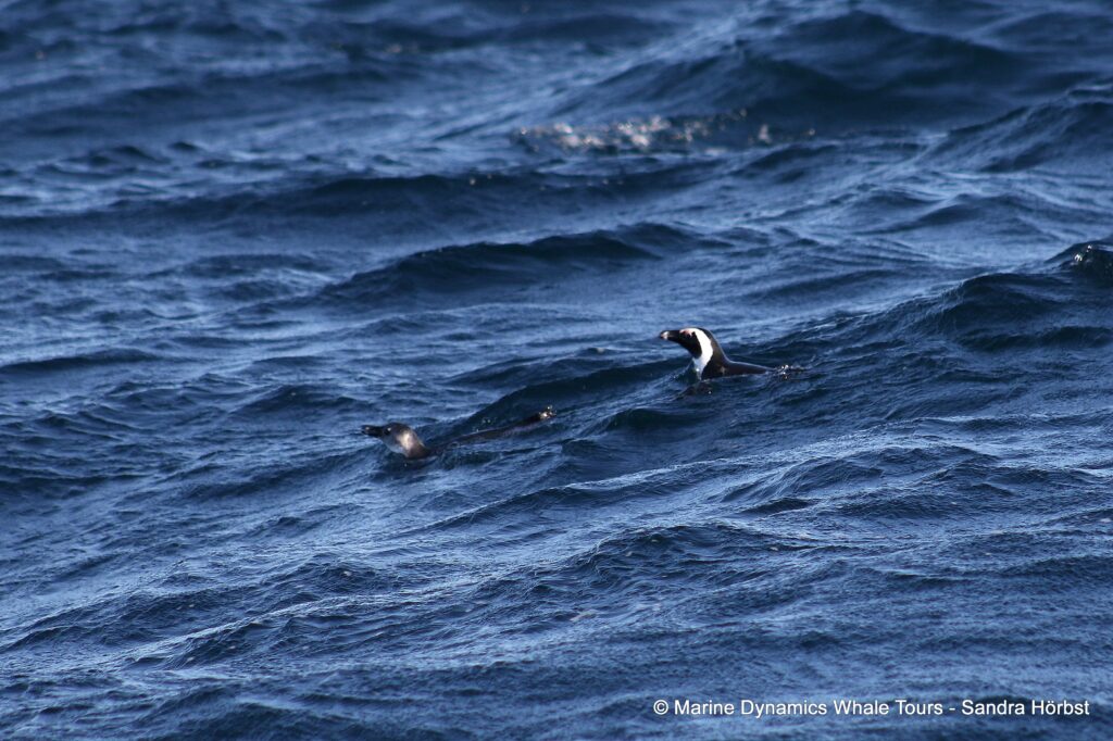 african penguin, whale watching, gansbaai, south africa