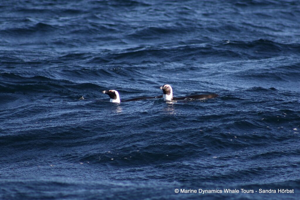 african penguin, whale watching, gansbaai, south africa