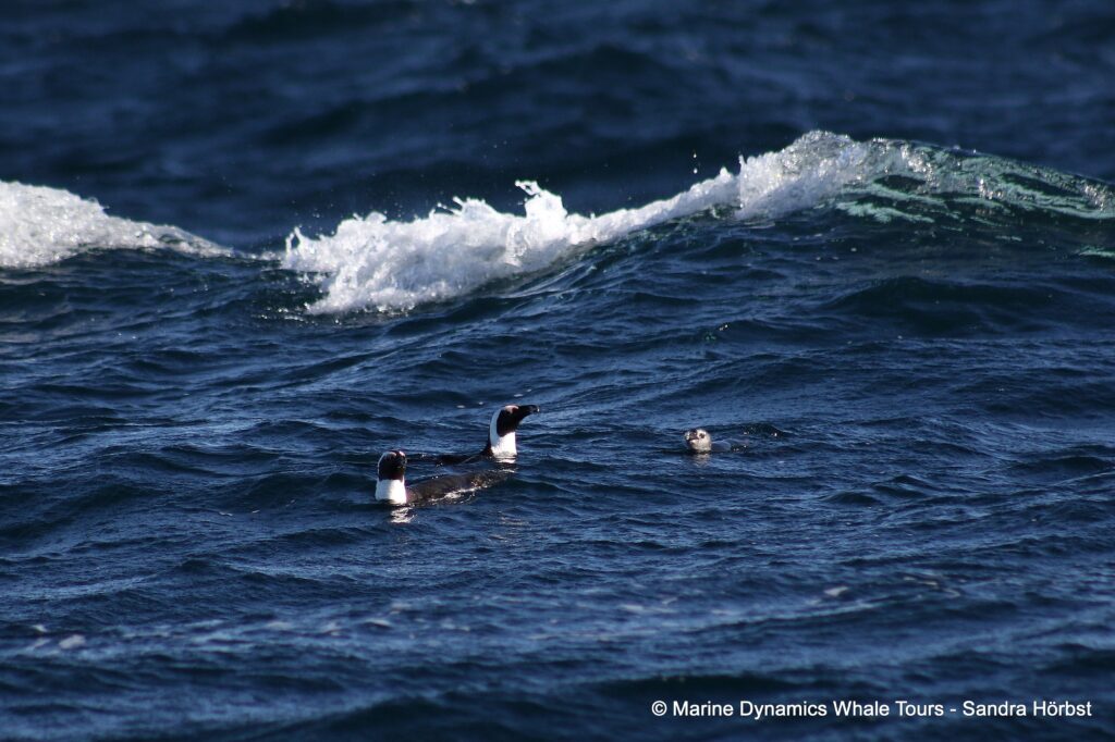 african penguin, whale watching, gansbaai, south africa