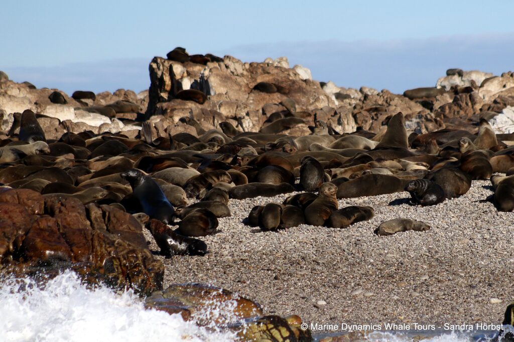 humpback whale, whale watching, gansbaai, south africa