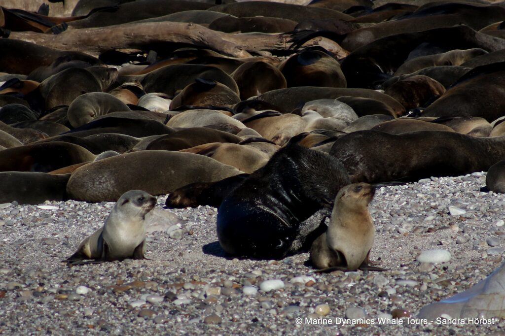 cape fur seal, whale watching, gansbaai, south africa,