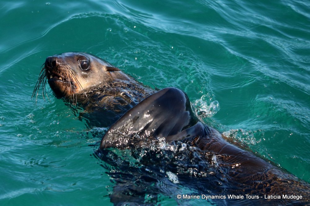 cape fur seal, whale watching, gansbaai, south africa