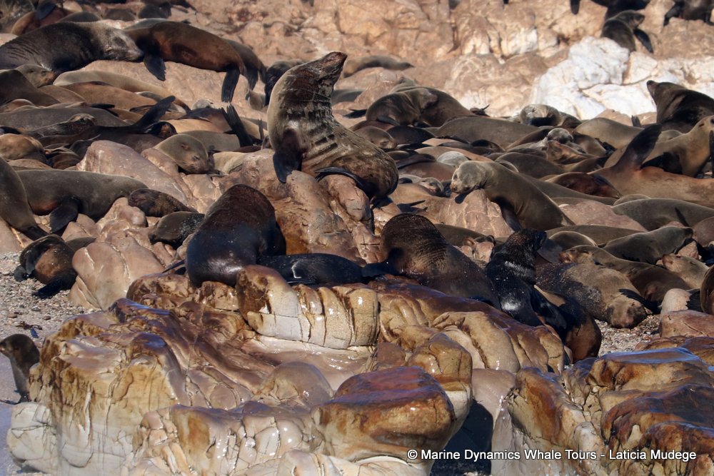 cape fur seal, whale watching, gansbaai, south africa