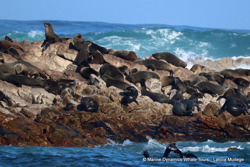 cape fur seal, whale watching, gansbaai, south africa