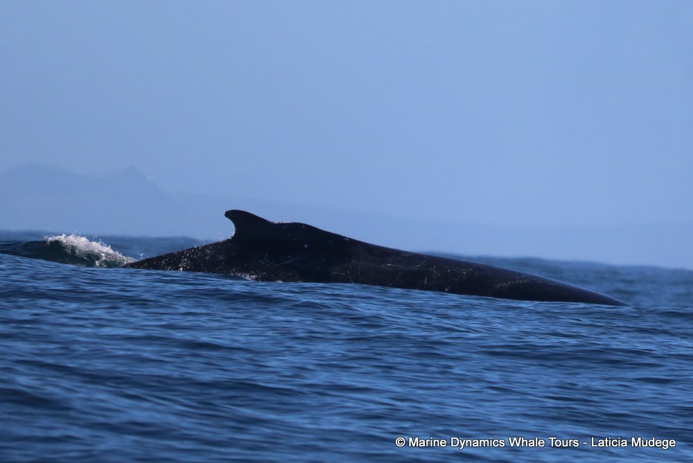 humpback whale, whale watching, gansbaai, south africa