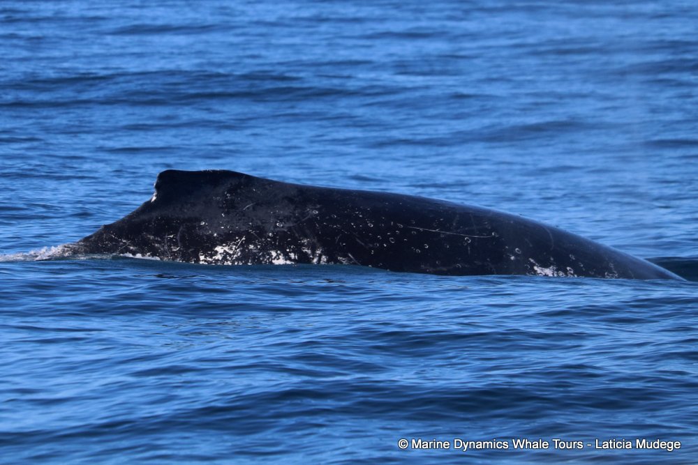 humpback whale, whale watching, gansbaai, south africa