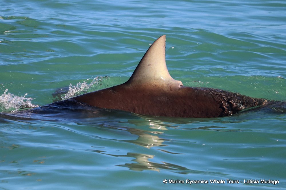 bronze whaler shark, whale watching, gansbaai, south africa,