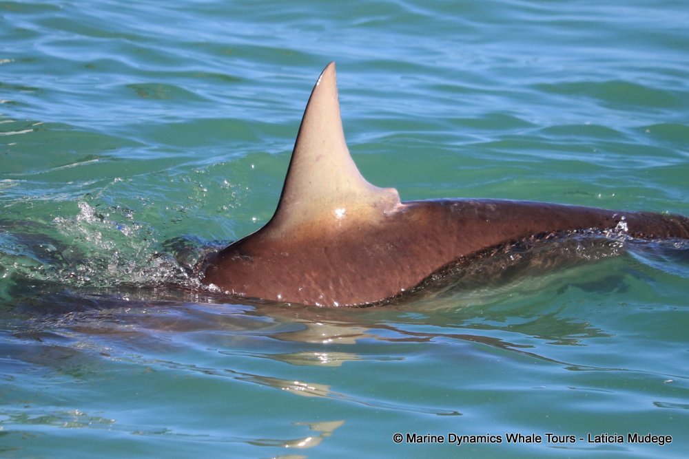 bronze whaler shark, whale watching, gansbaai, south africa,