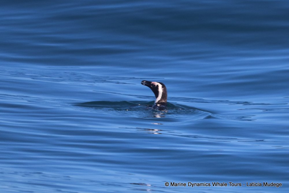 african penguin, whale watching, gansbaai, south africa