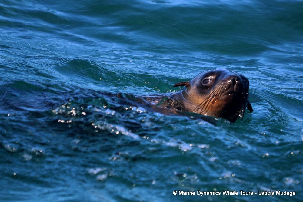 cape fur seal, whale watching, gansbaai, south africa