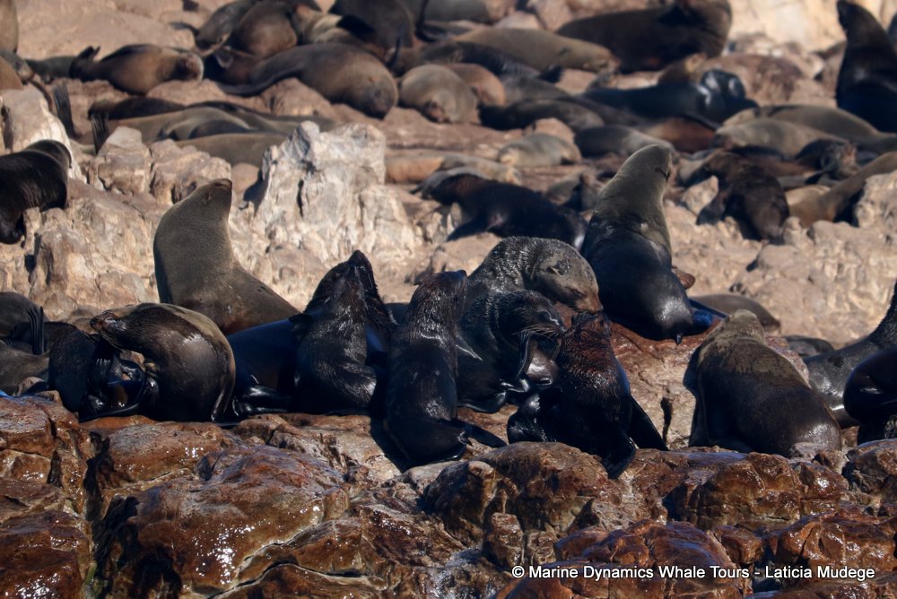 cape fur seal, whale watching, gansbaai, south africa