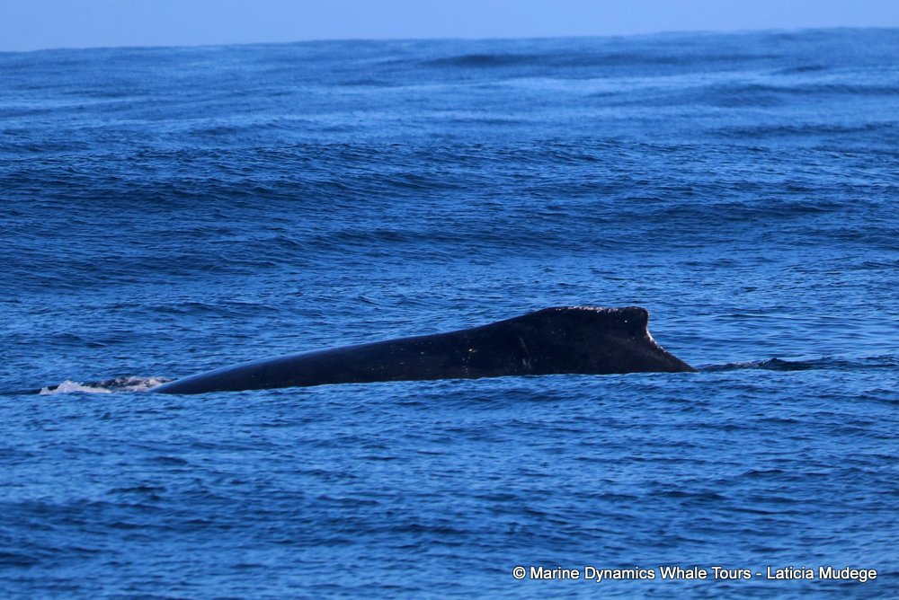Humpback whale, whale watching, gansbaai, south africa,
