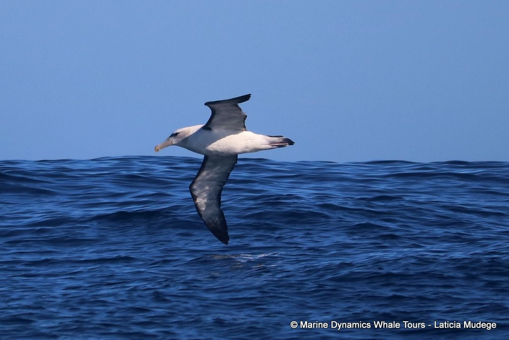 shy albatross, whale watching, gansbaai, south africa