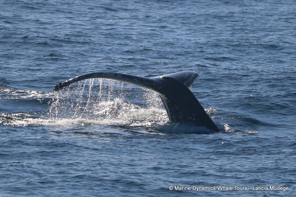 humpback whale, whale watching, gansbaai, south africa