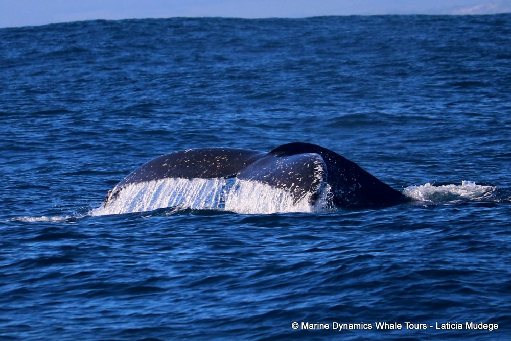 humpback whale, whale watching, gansbaai, south africa