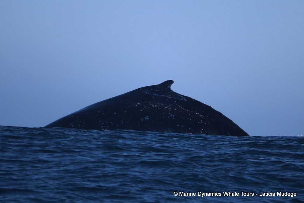 Marine Big 5 Daily Blog 24 July