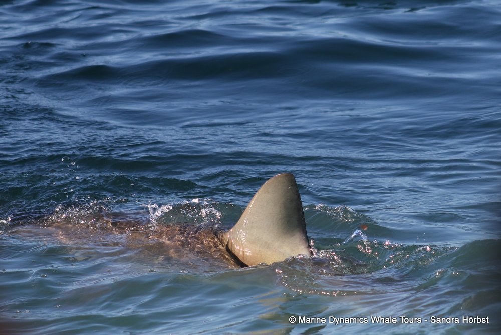 bronze whaler shark, whale watching, gansbaai, south africa,