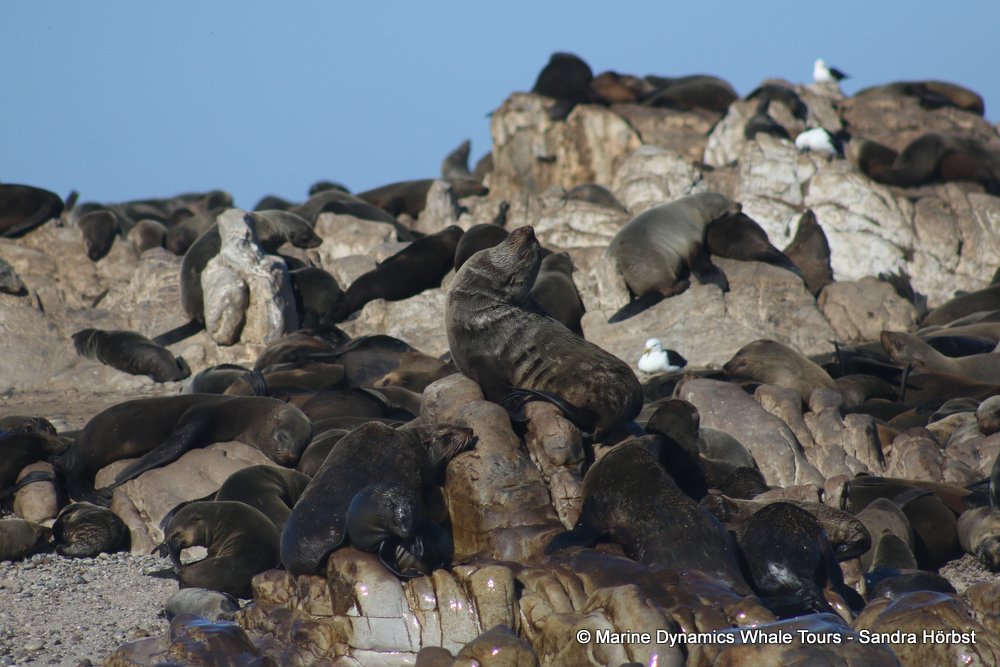 cape fur seal, whale watching, gansbaai, south africa