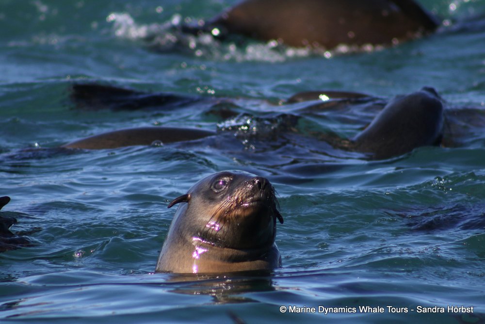 cape fur seal, whale watching, gansbaai, south africa