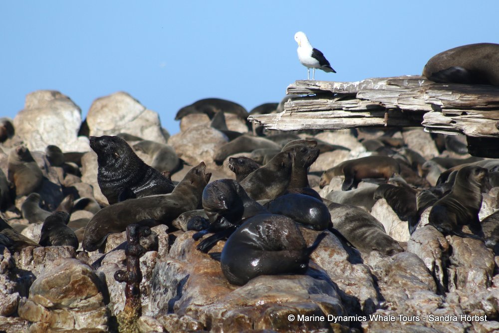 cape fur seal, whale watching, gansbaai, south africa